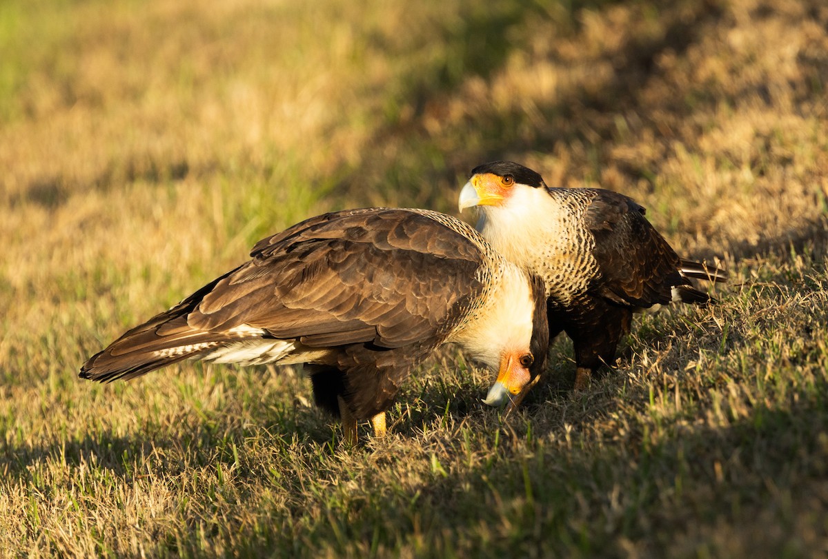 Каракара аргентинська - ML646344877