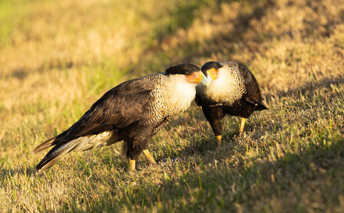 Каракара аргентинська - ML646344878