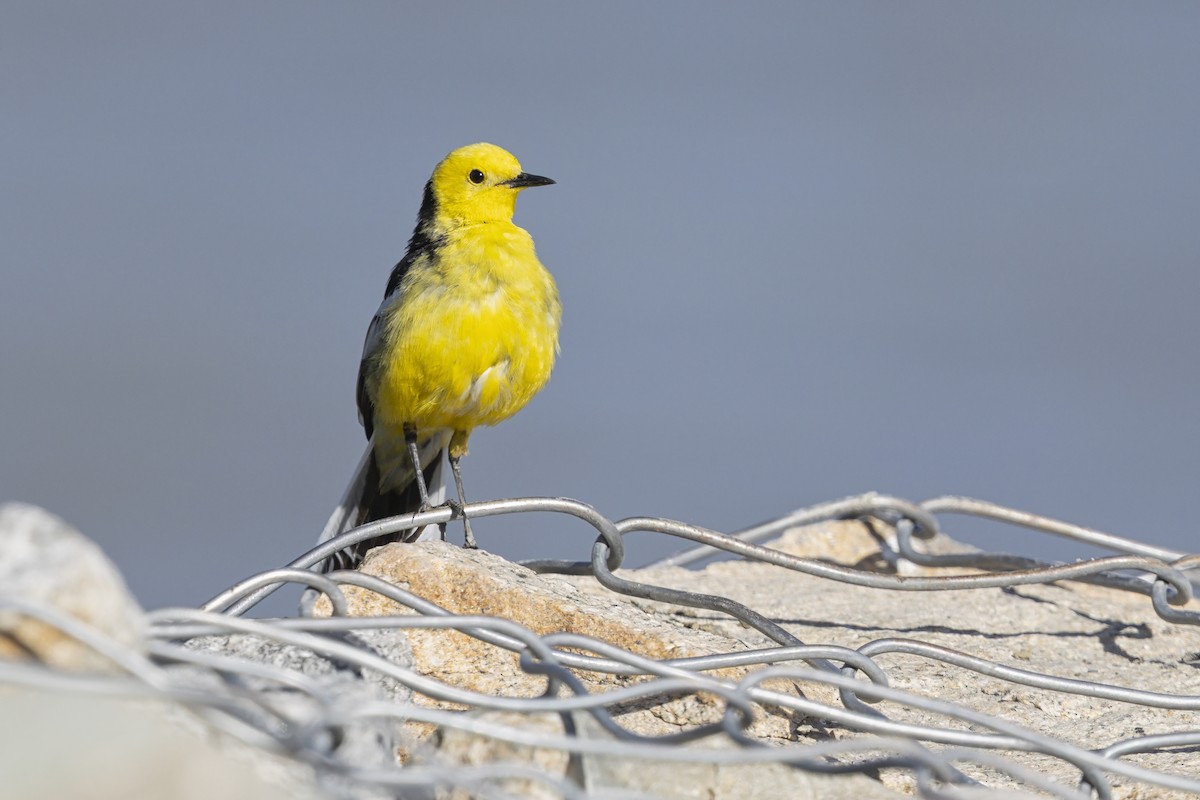 黃頭鶺鴒 - ML646344879