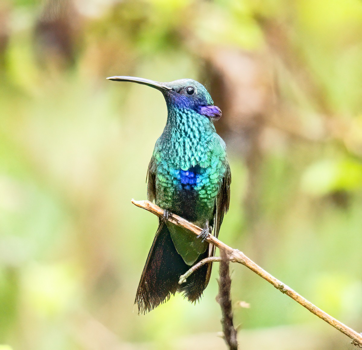 Sparkling Violetear - ML646344880