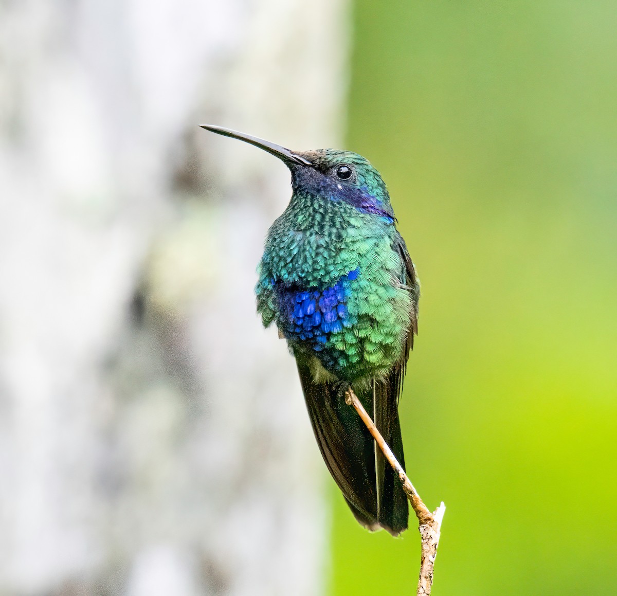 Sparkling Violetear - ML646344881