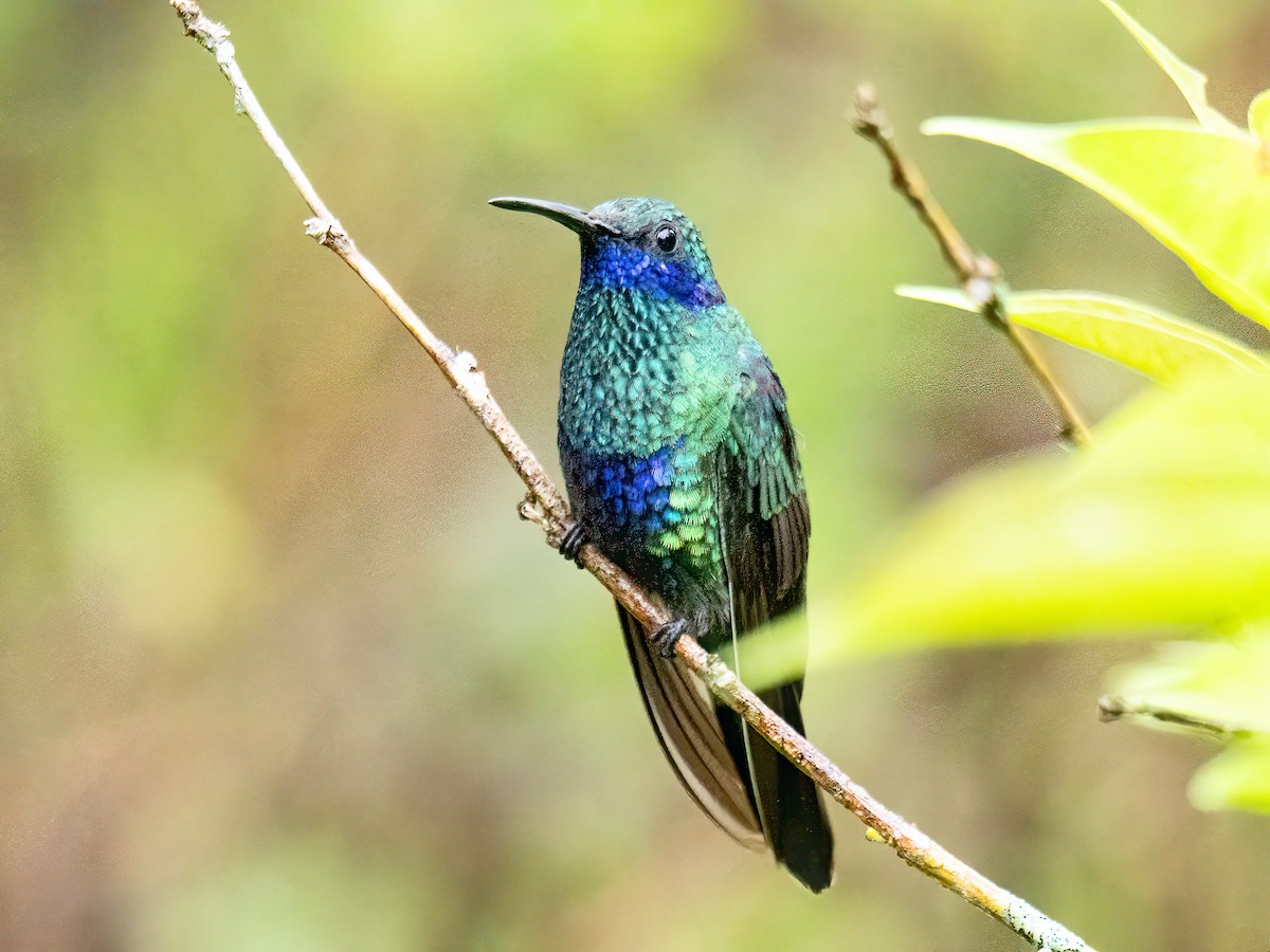 Sparkling Violetear - ML646344882