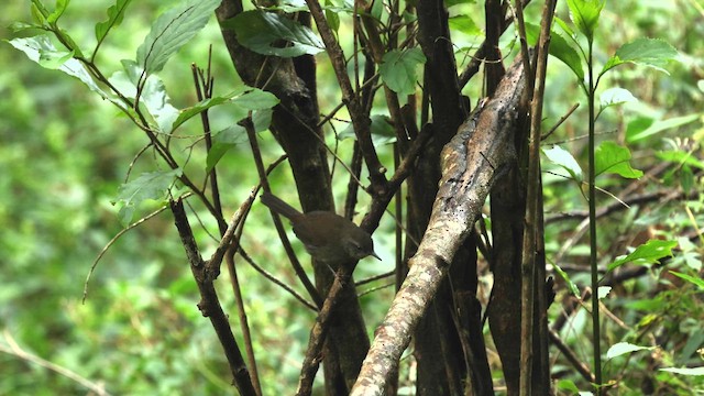 Sri Lanka Bush Warbler - ML646344886