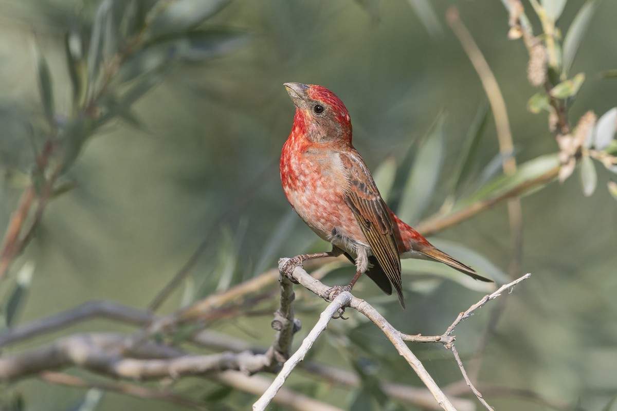 Ciuffolotto scarlatto - ML646344891