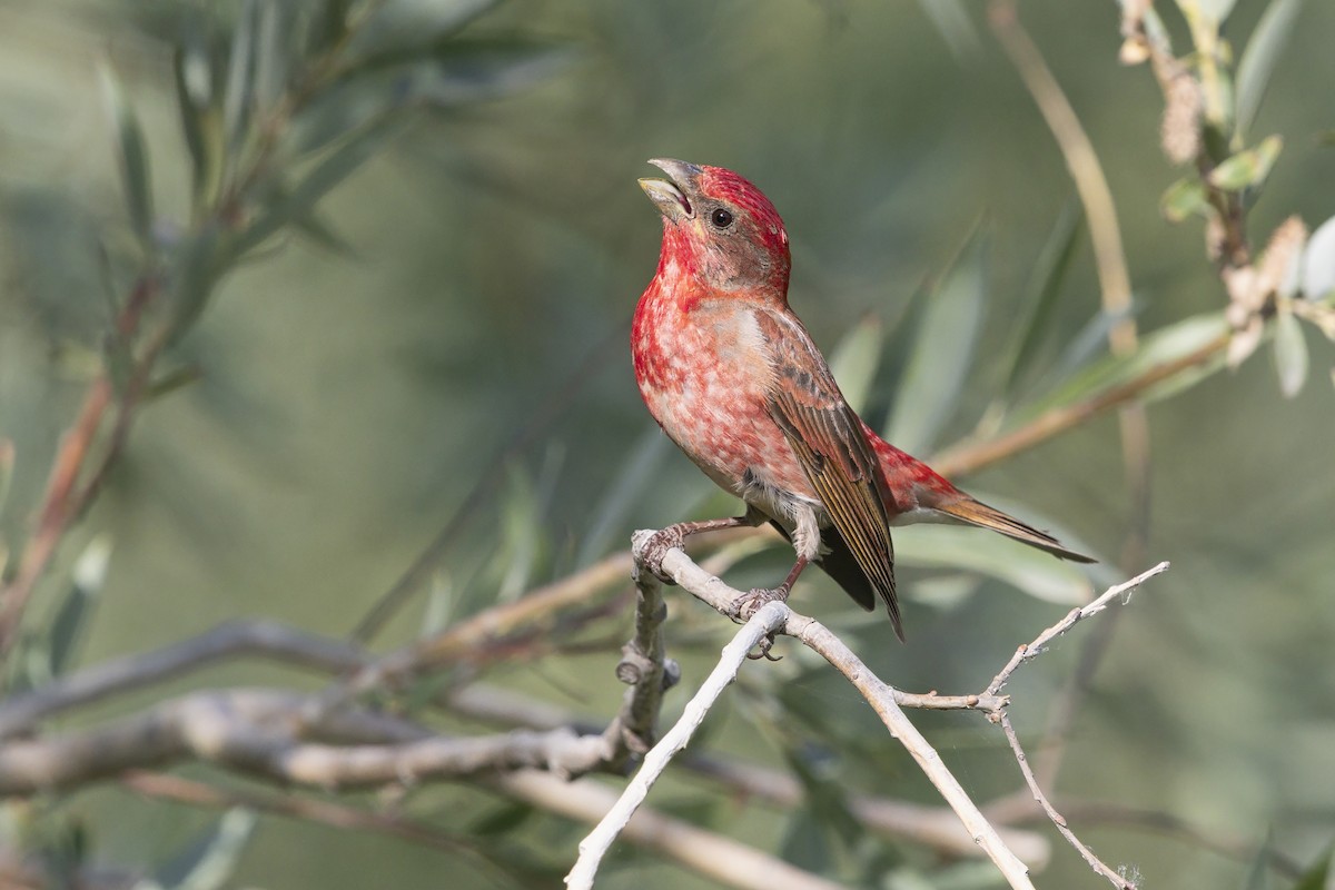 Ciuffolotto scarlatto - ML646344892