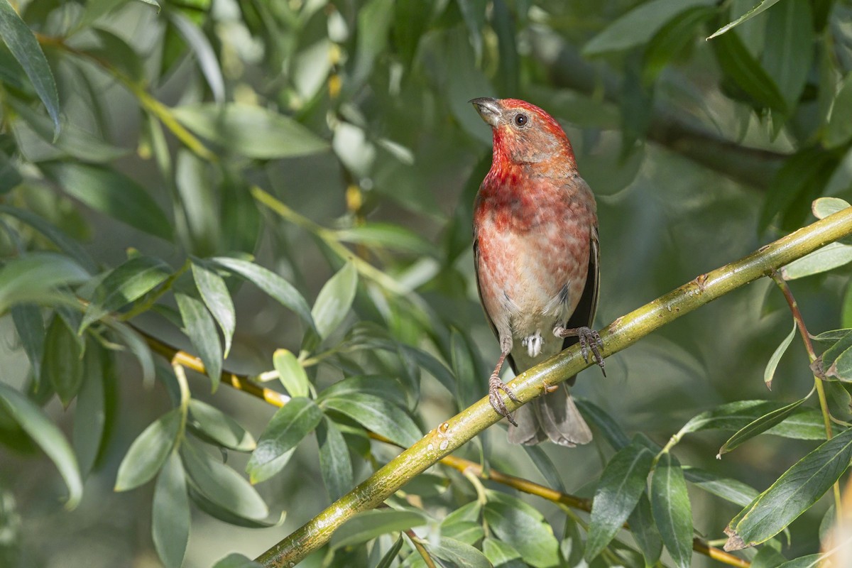 Ciuffolotto scarlatto - ML646344893