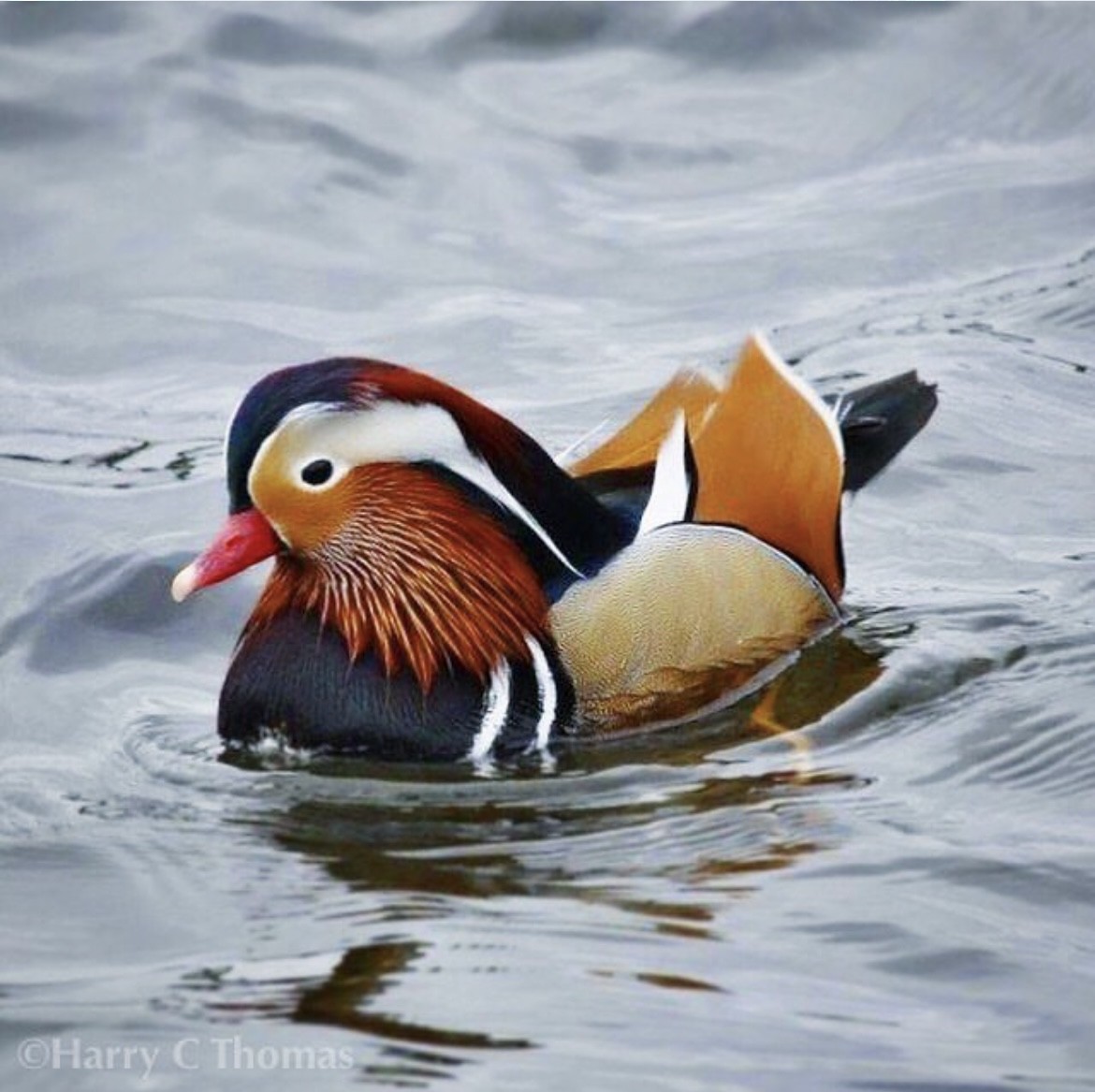 Mandarin Duck - ML646344896