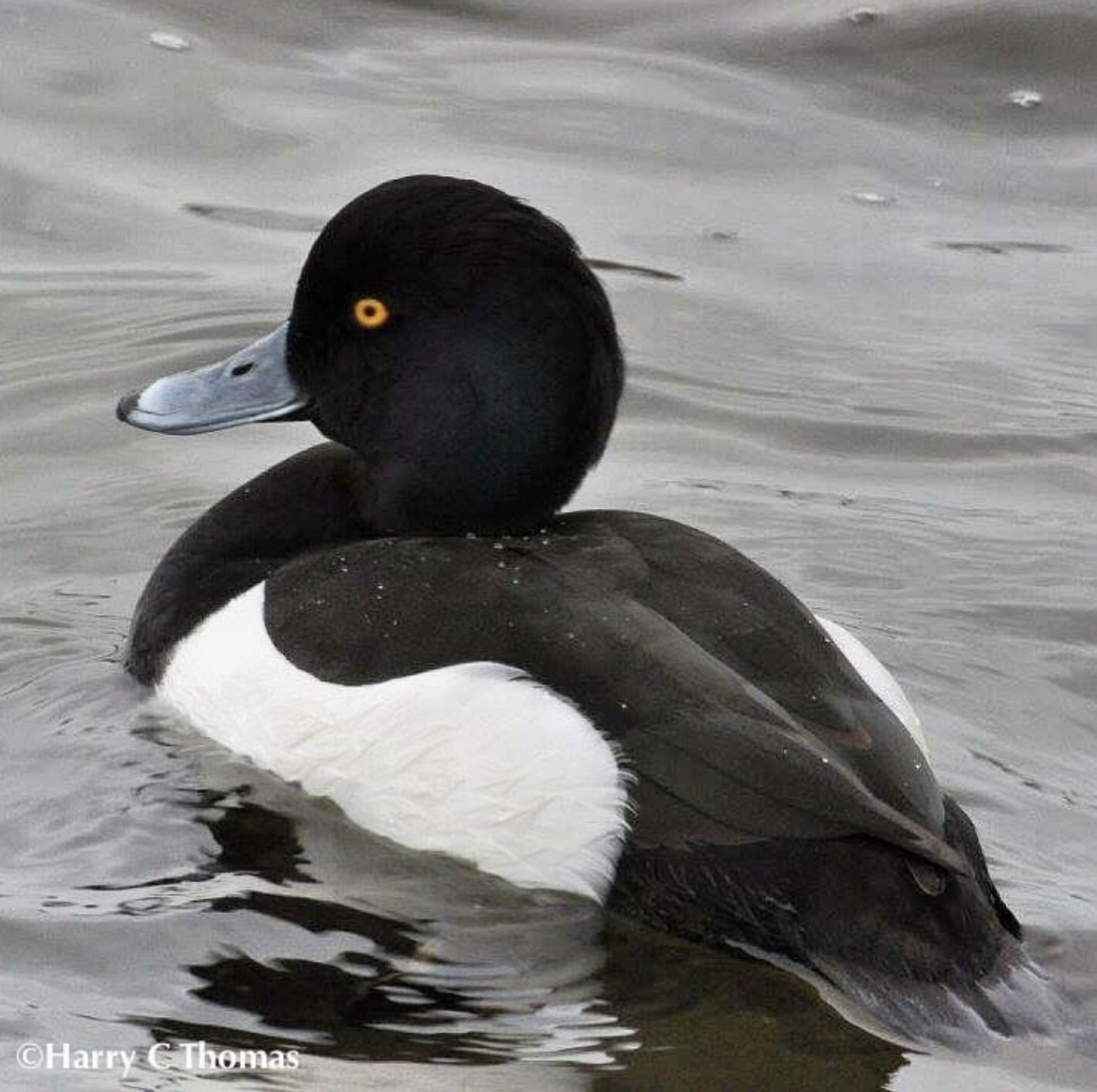 Tufted Duck - ML646344898