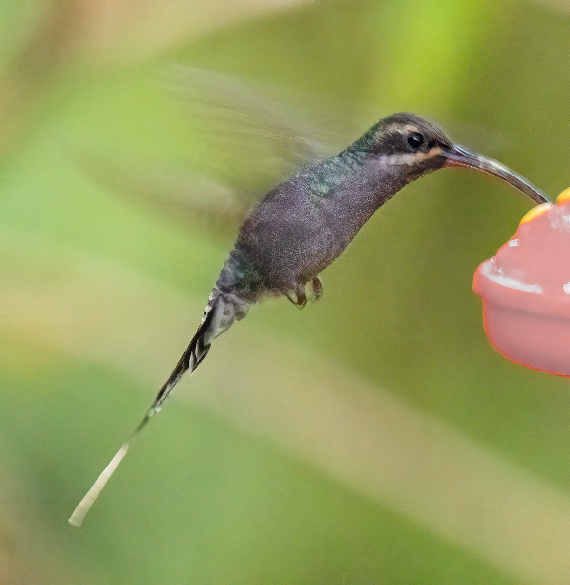 Green Hermit - ML646344899