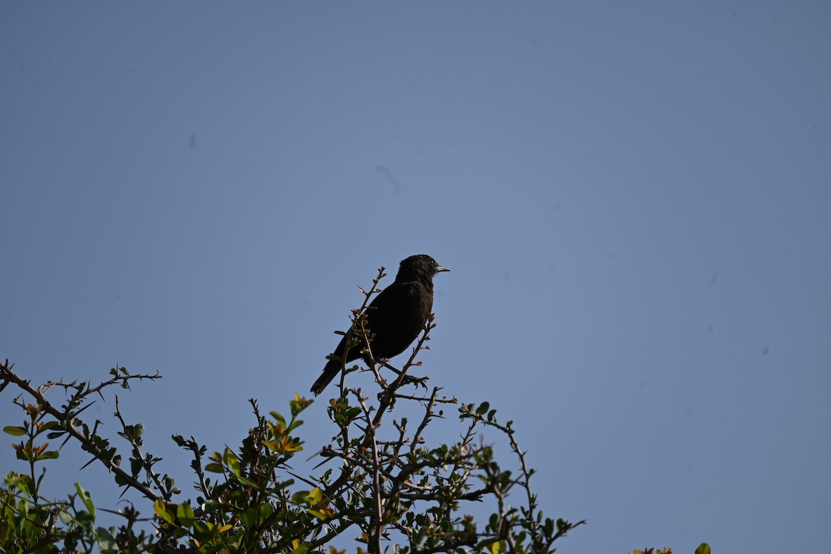 Northern Anteater-Chat - ML646344904