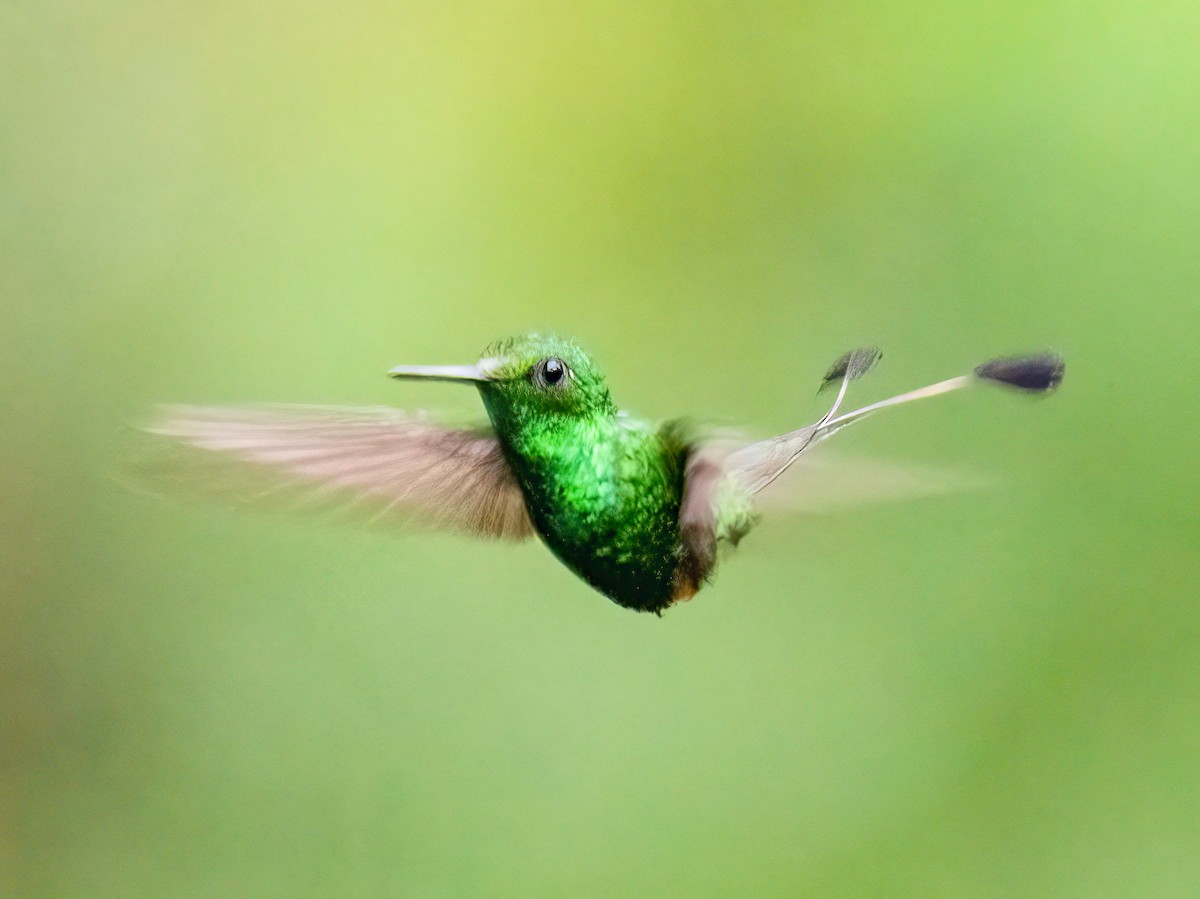 Rufous-booted Racket-tail - ML646344906