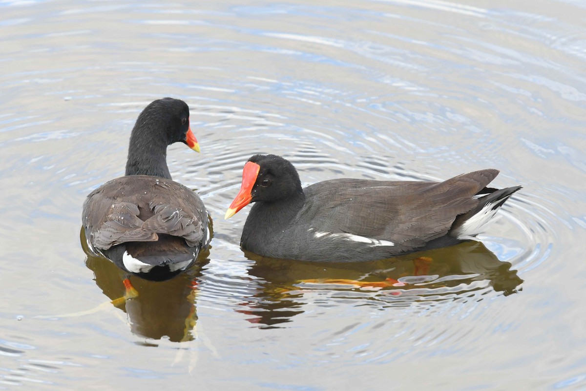 Common Gallinule (Hawaiian) - ML646344915