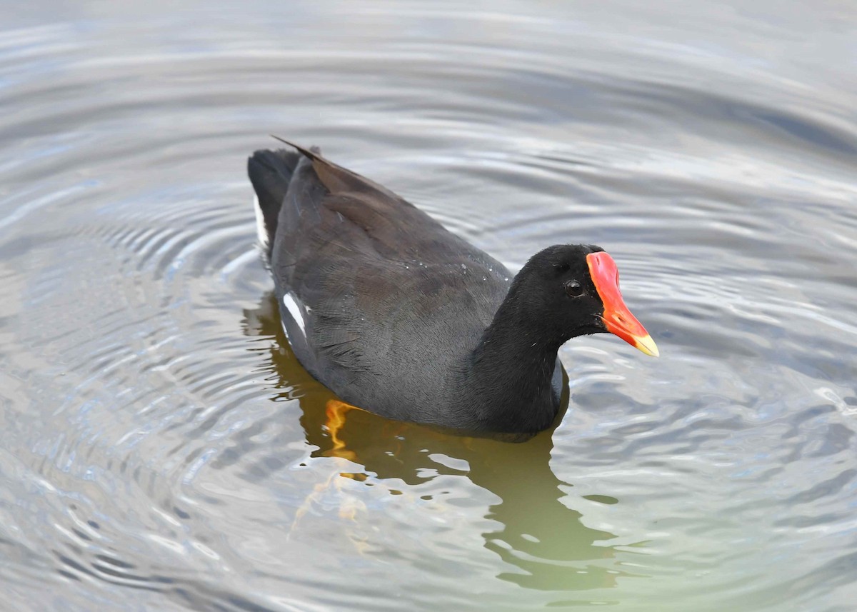 Common Gallinule (Hawaiian) - ML646344916