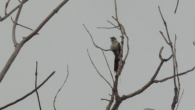 Cuculo dal ciuffo - ML646344917