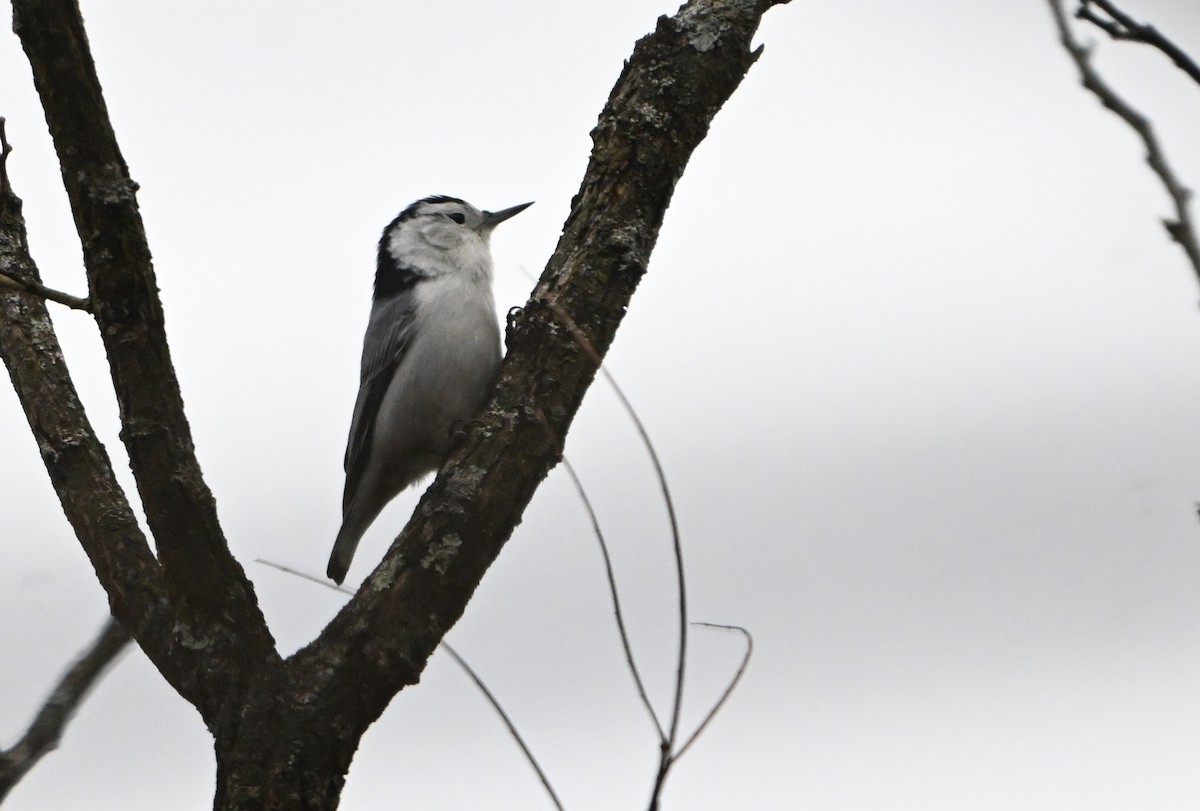 White-breasted Nuthatch - ML646344918