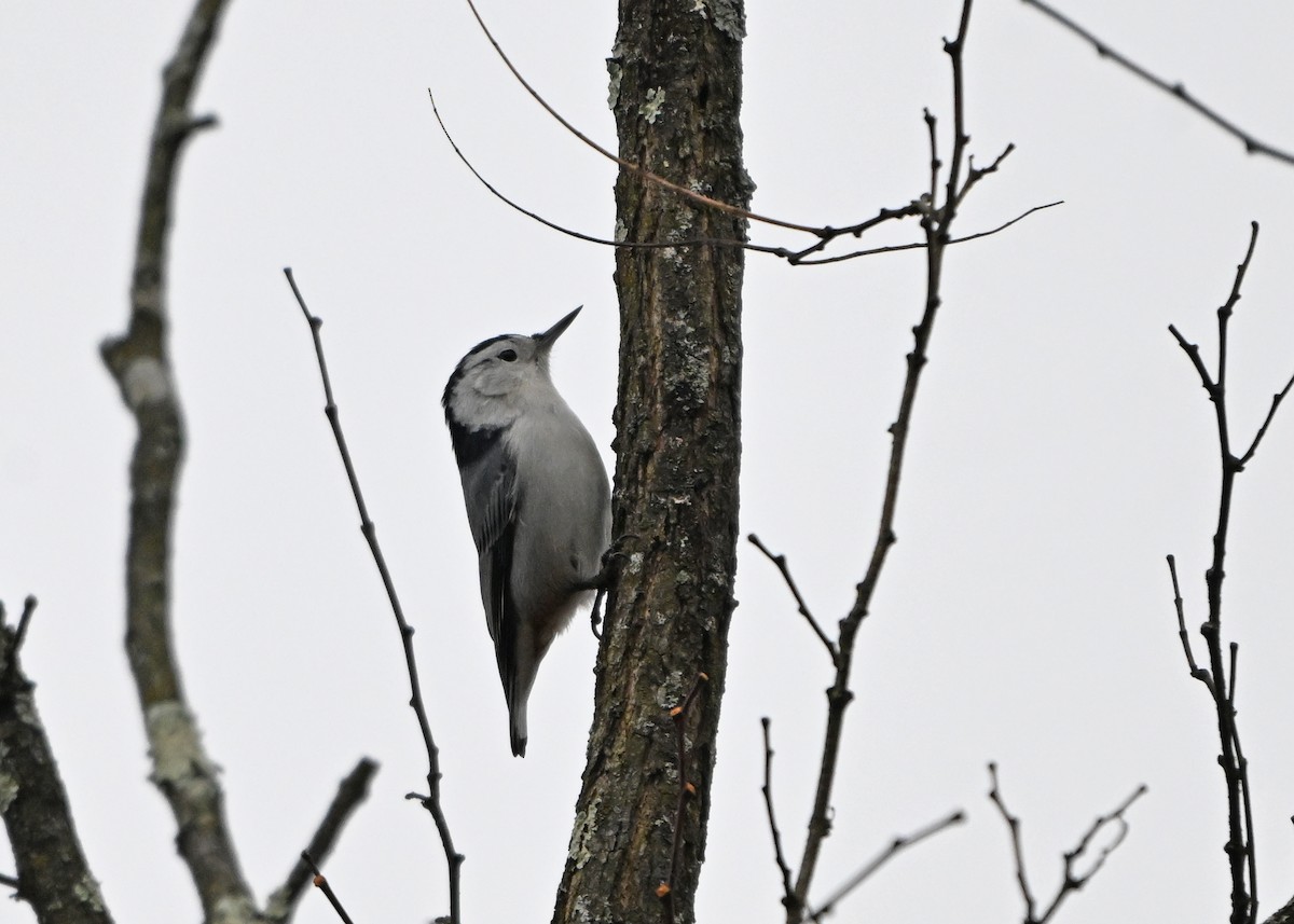 White-breasted Nuthatch - ML646344919