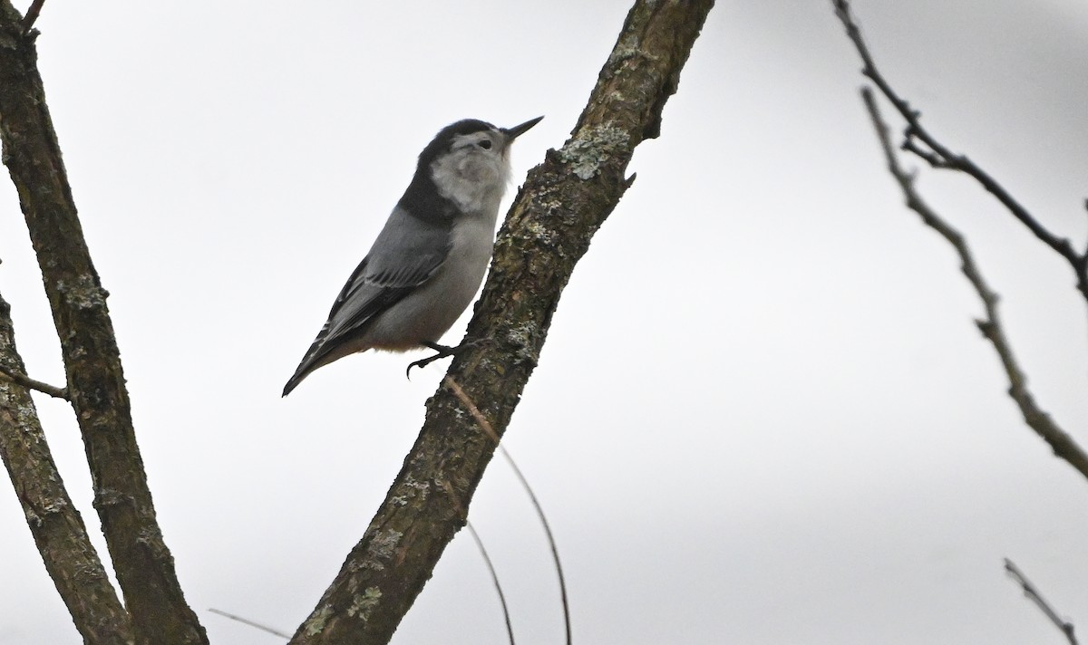 White-breasted Nuthatch - ML646344920