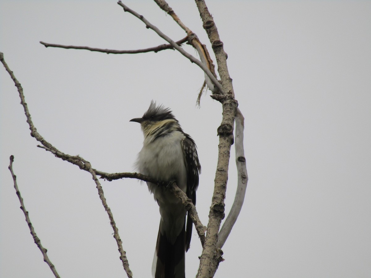 Great Spotted Cuckoo - ML646344921