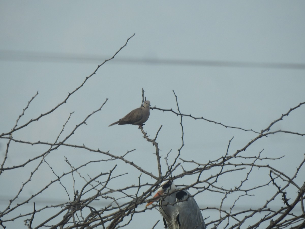 Tórtola Turca - ML646344922