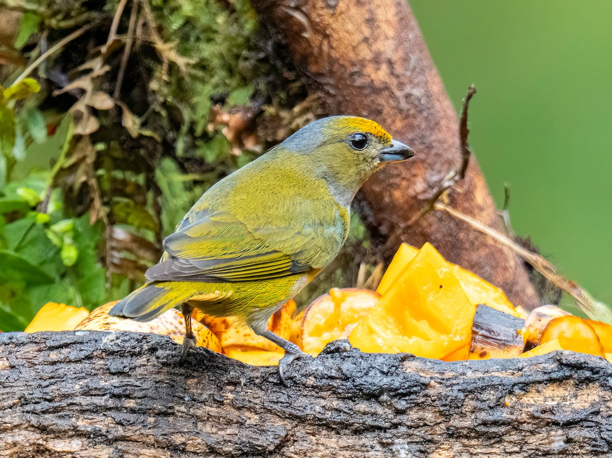 Orange-bellied Euphonia - ML646344924