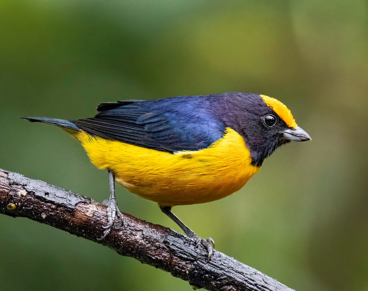 Orange-bellied Euphonia - ML646344925