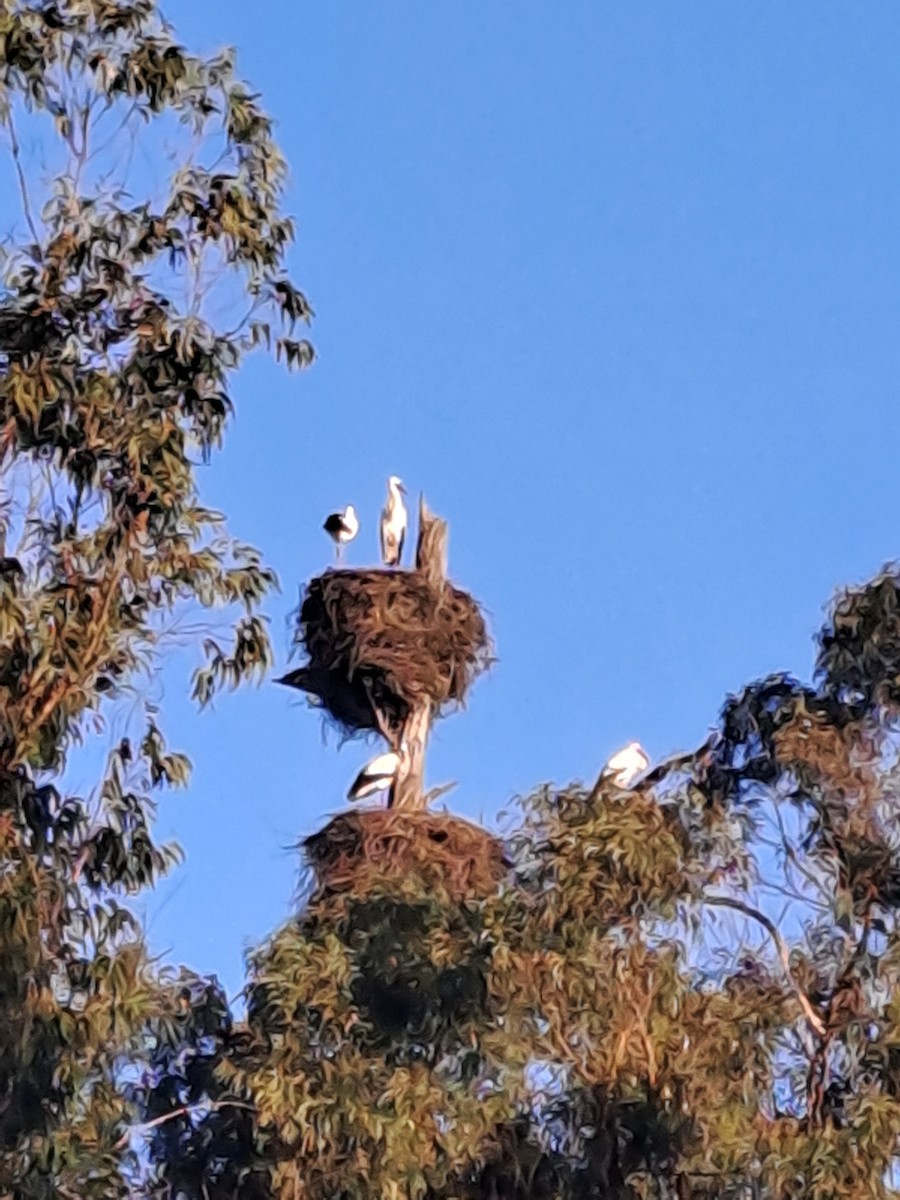 White Stork - ML646344927