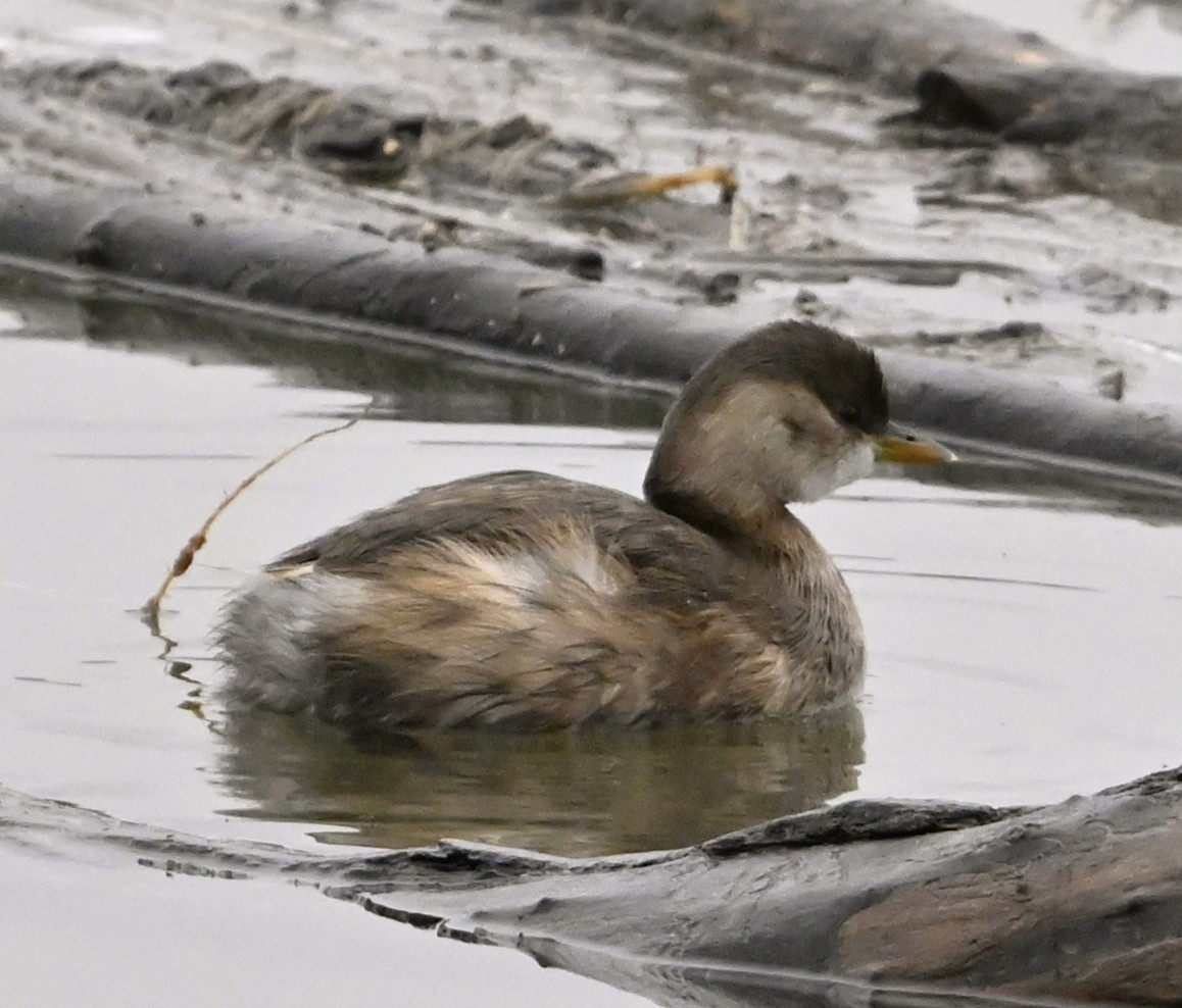 Little Grebe - ML646344930