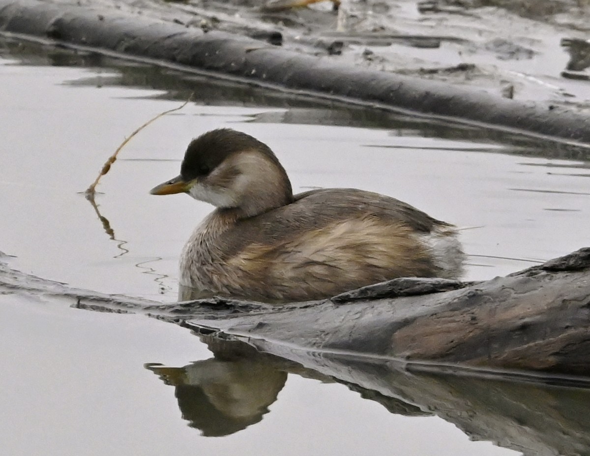 Little Grebe - ML646344931