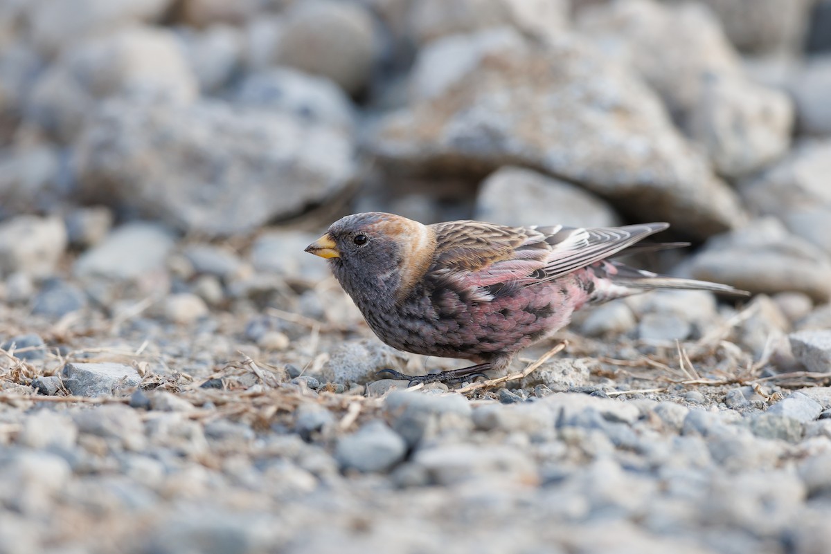 Катуньчик сибірський - ML646344932