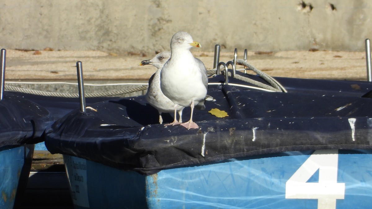 European Herring Gull - ML646344933