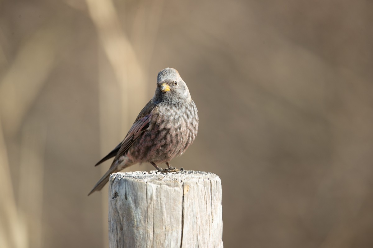 Катуньчик сибірський - ML646344935