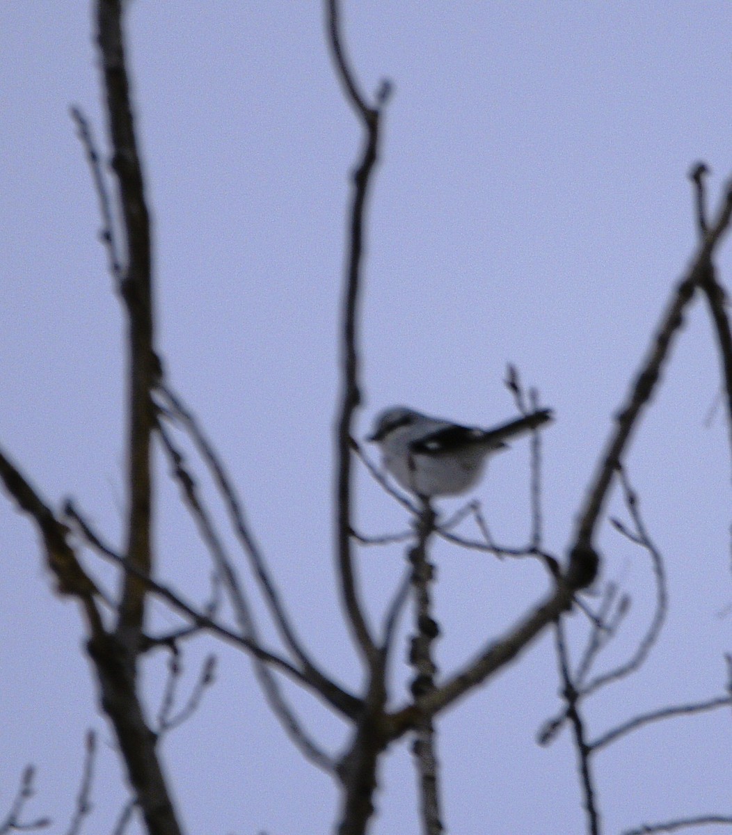 Northern Shrike - ML646344936