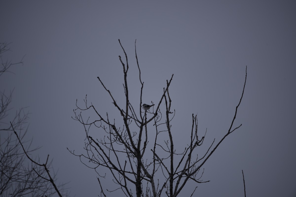 Northern Shrike - ML646344938