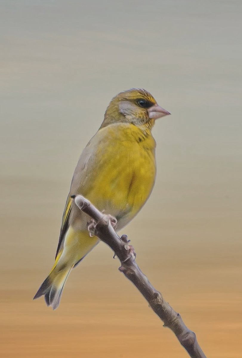 European Greenfinch - ML646344940