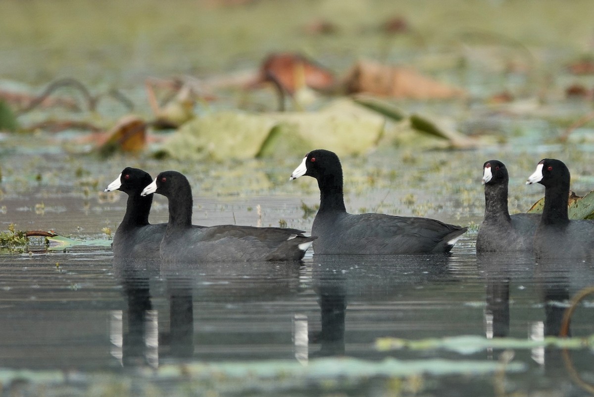 American Coot - ML646344941