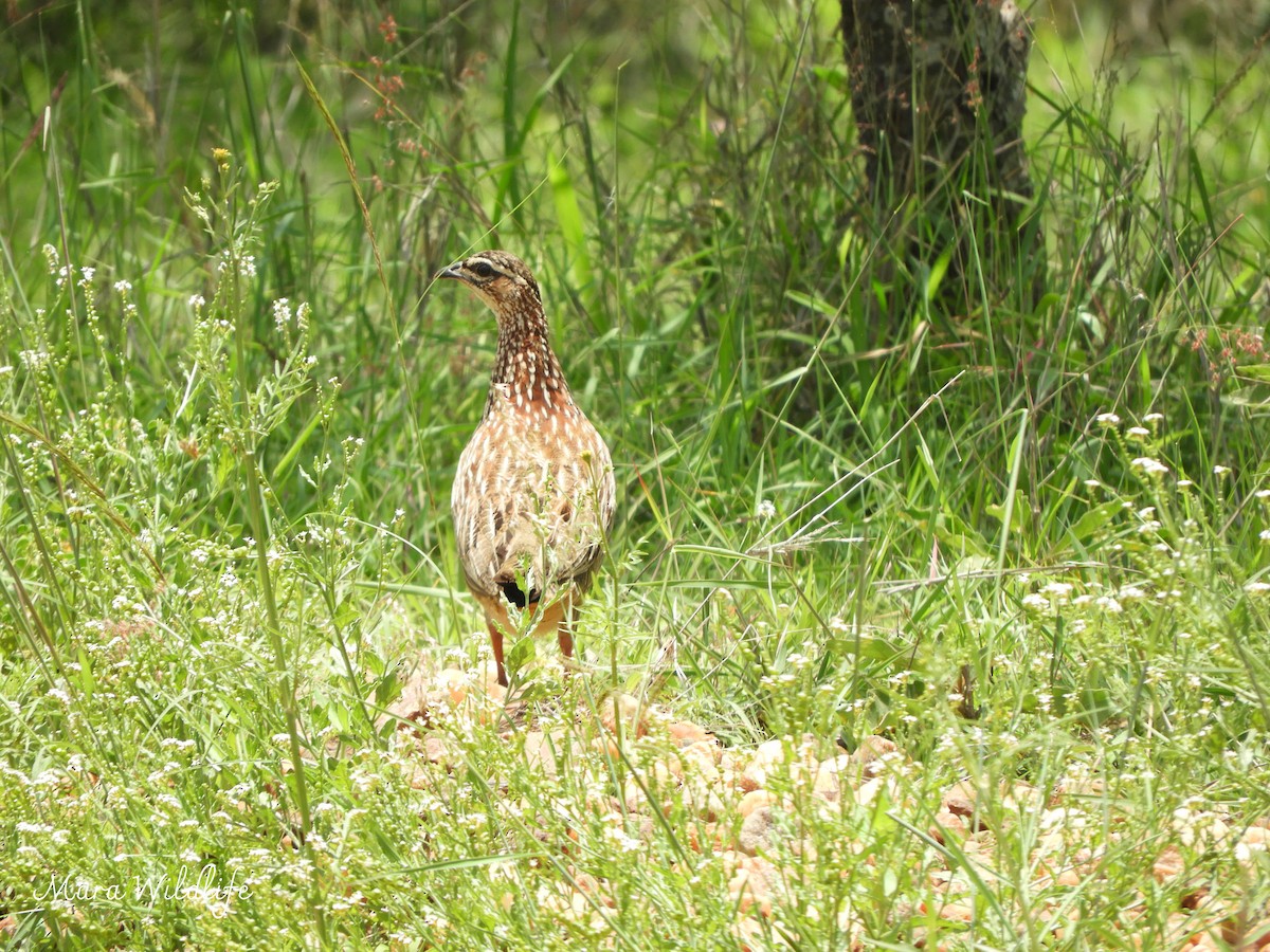 Crested Francolin - ML646344944