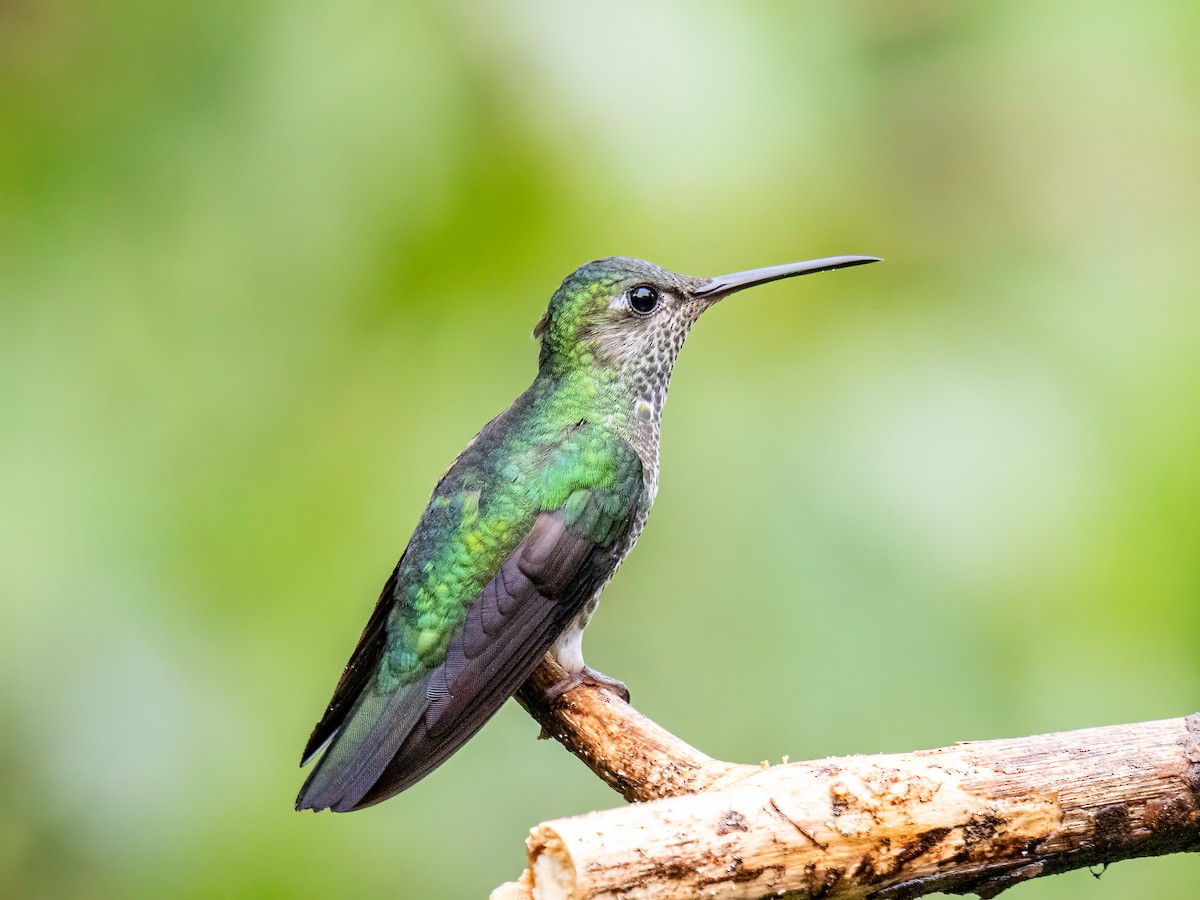 Many-spotted Hummingbird - ML646344945