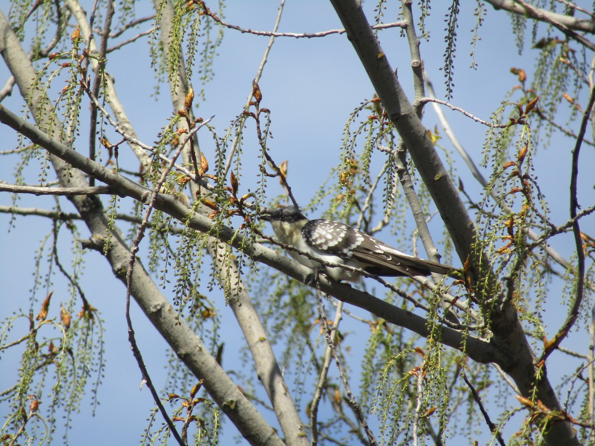 Great Spotted Cuckoo - ML646344946