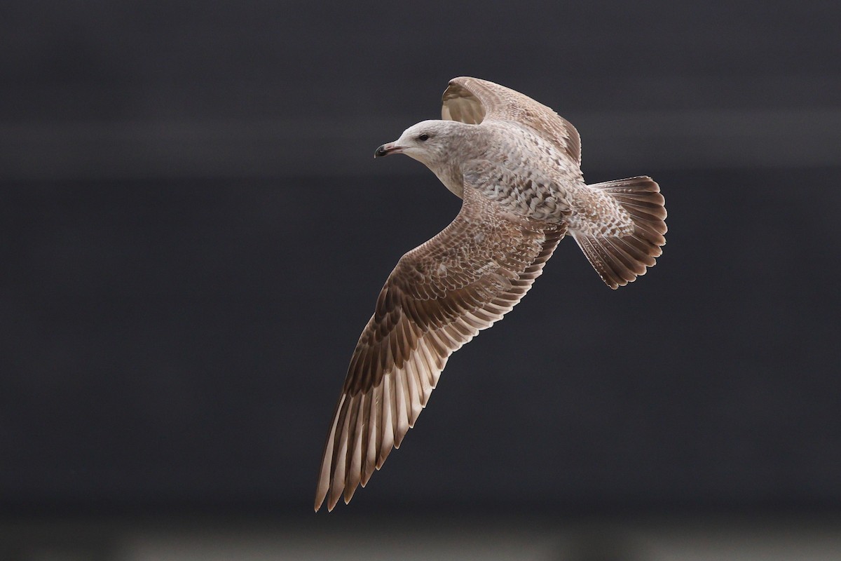American Herring Gull - ML646344947