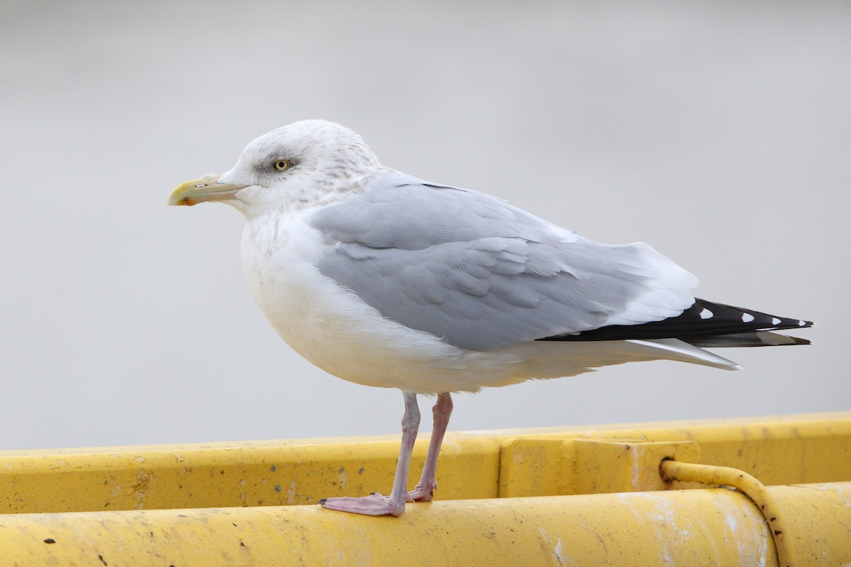 American Herring Gull - ML646344949