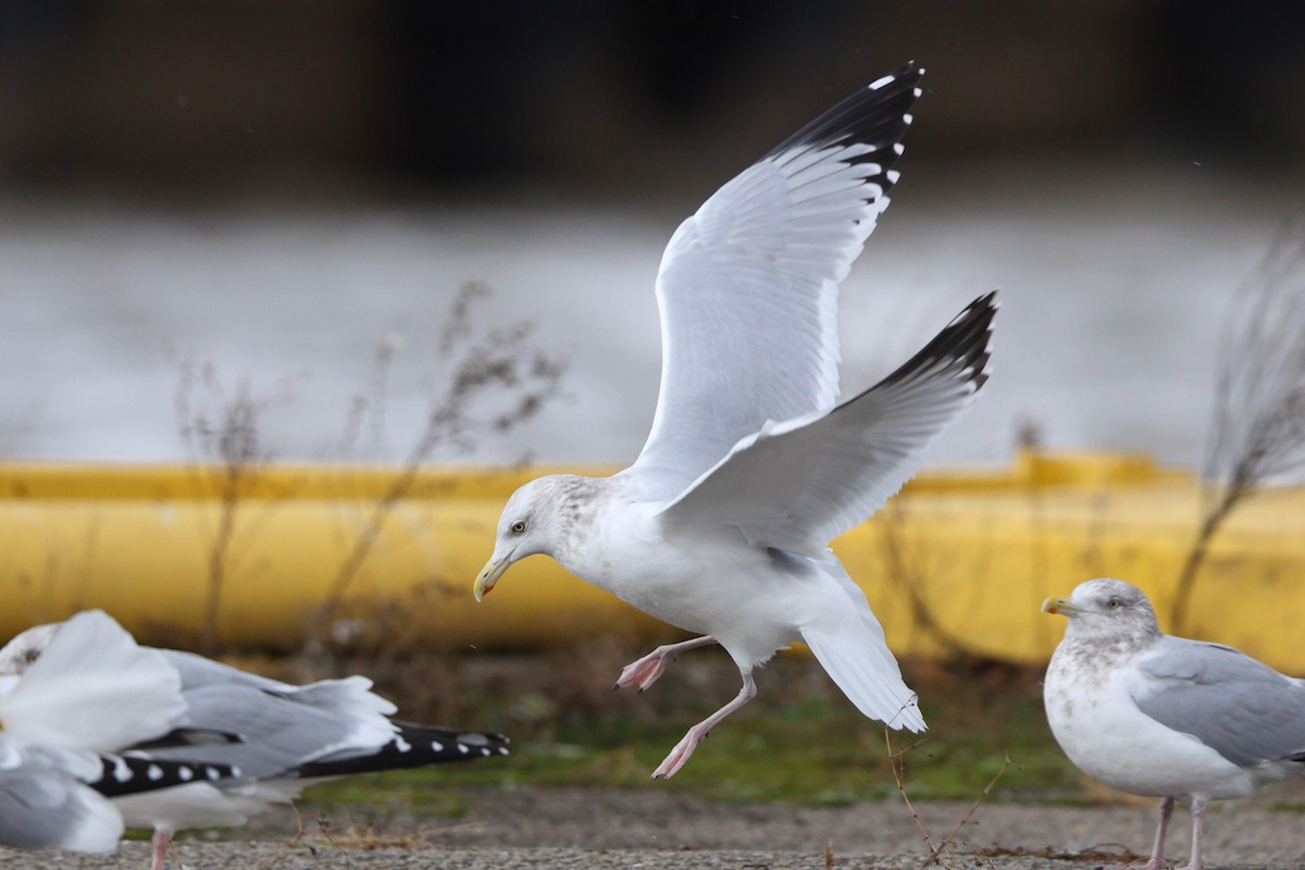 American Herring Gull - ML646344950