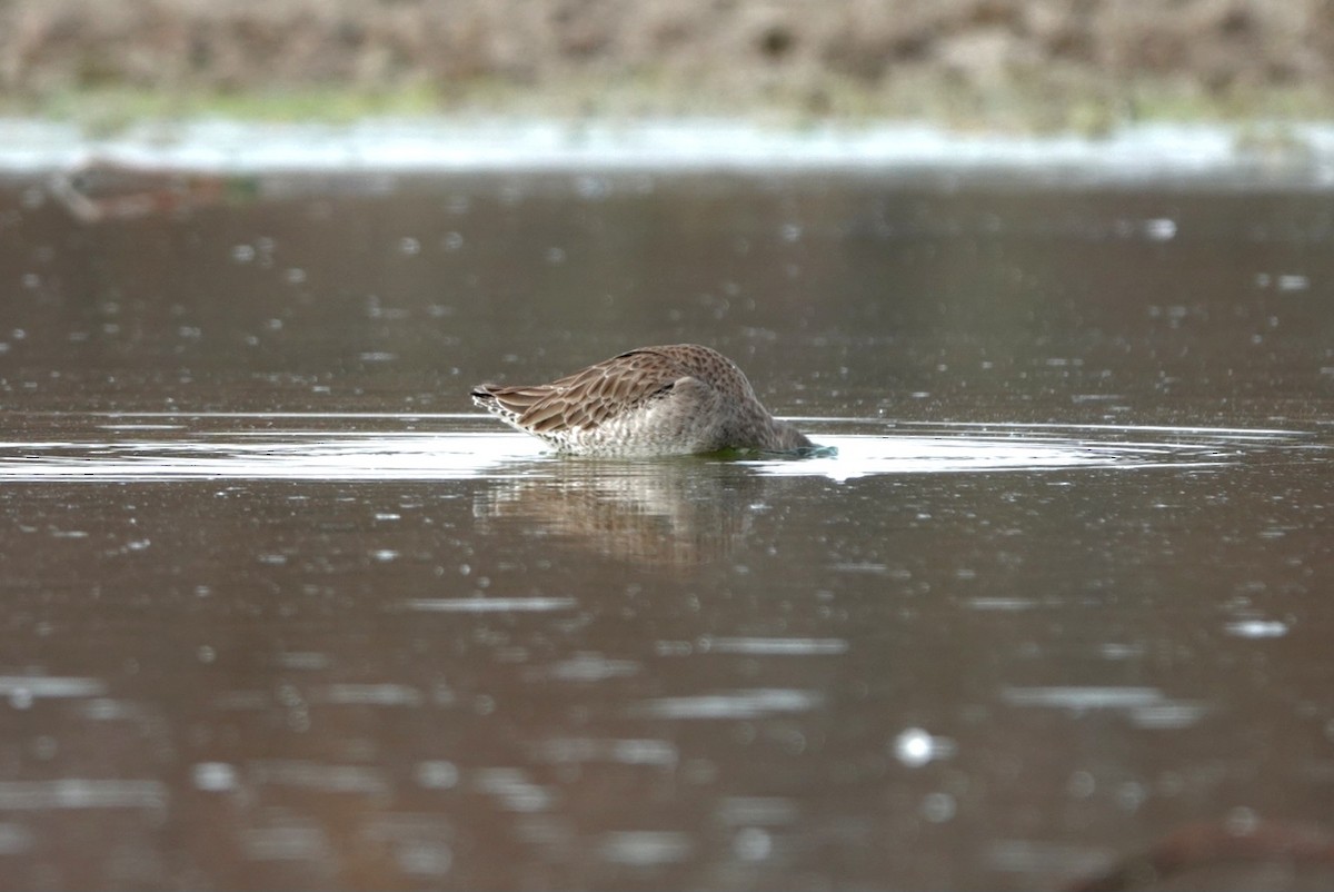 Limnodromo pettorossiccio - ML646344952