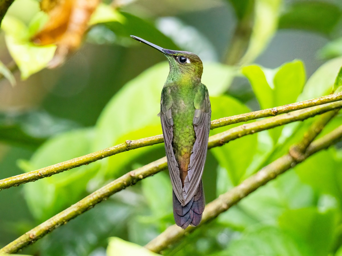 Violet-fronted Brilliant - ML646344955