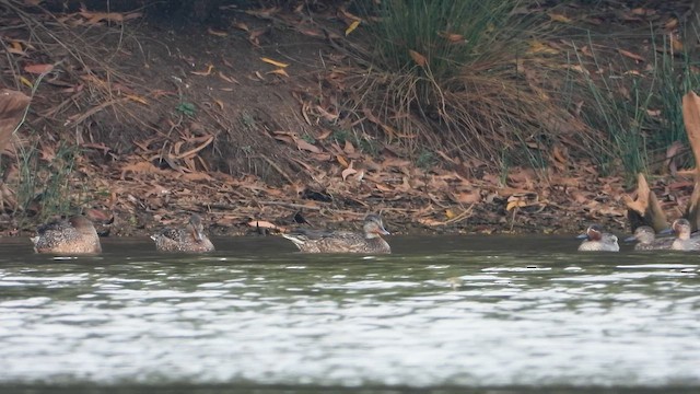 Нерозень - ML646344956