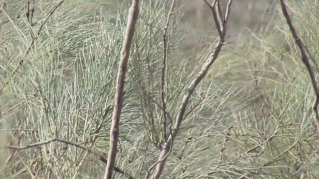 Cuculo dal ciuffo - ML646344957