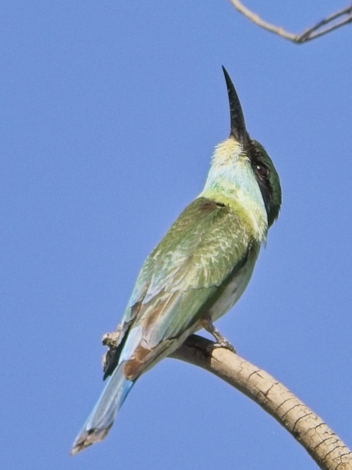 Blue-throated Bee-eater - ML646344959