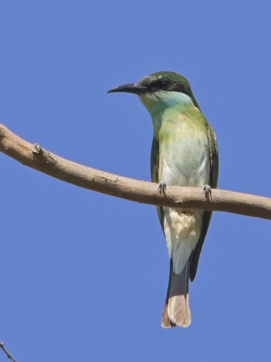Blue-throated Bee-eater - ML646344960
