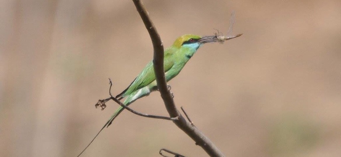 Asian Green Bee-eater - ML646344961