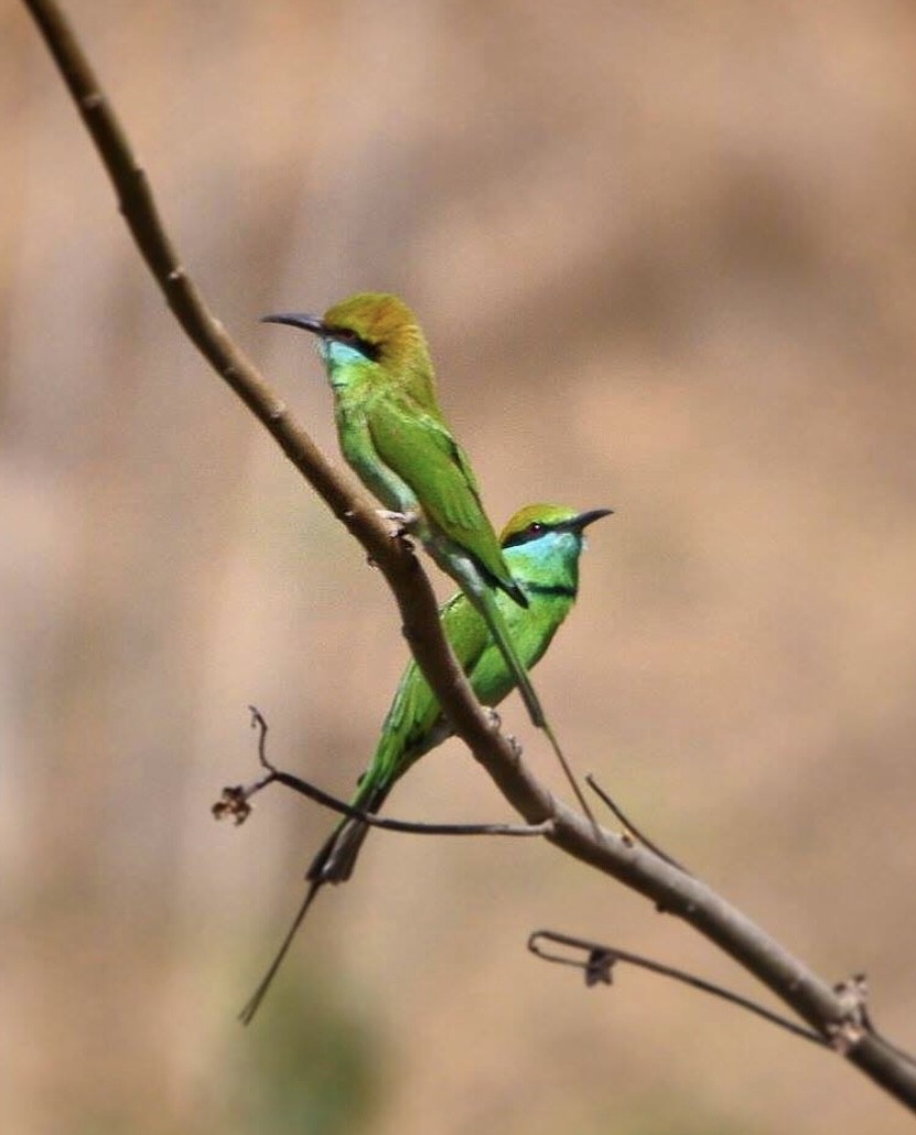 Asian Green Bee-eater - ML646344962