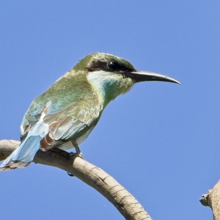 Blue-throated Bee-eater - ML646344963